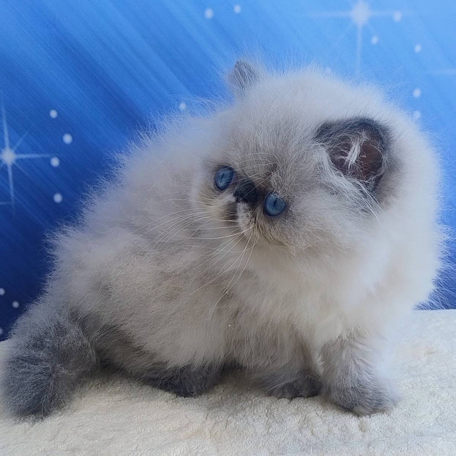 Ellie Persian female, blue pointed