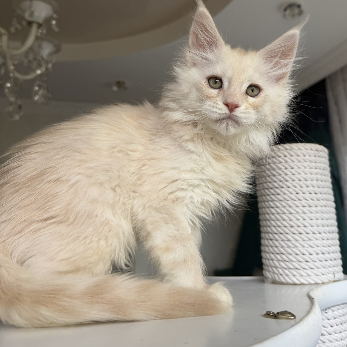Darvin Maine Coon male, cream silver tabby
