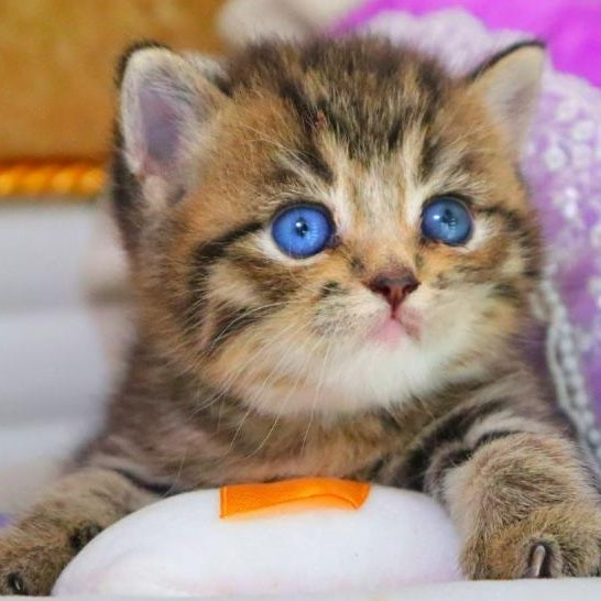 Naum British Shorthair male, black ticked tabby