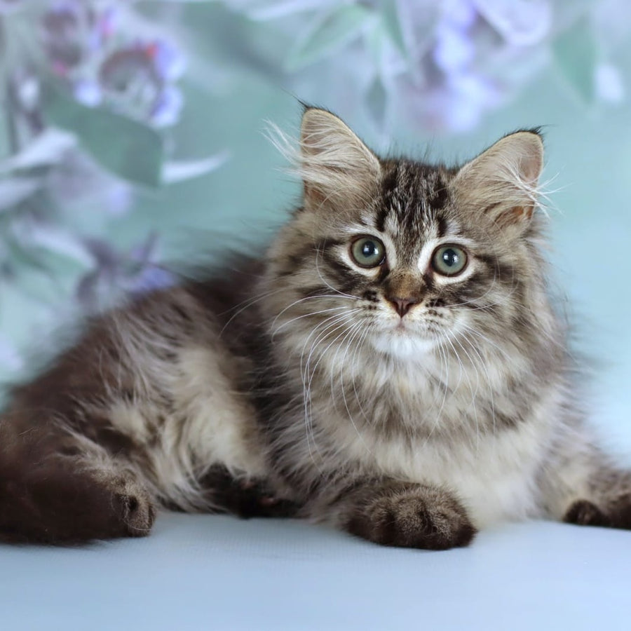 Gemma Siberian female, black spotted tabby