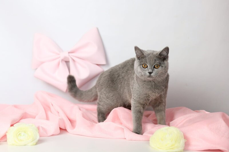 Miranda British Shorthair female blue - live animals