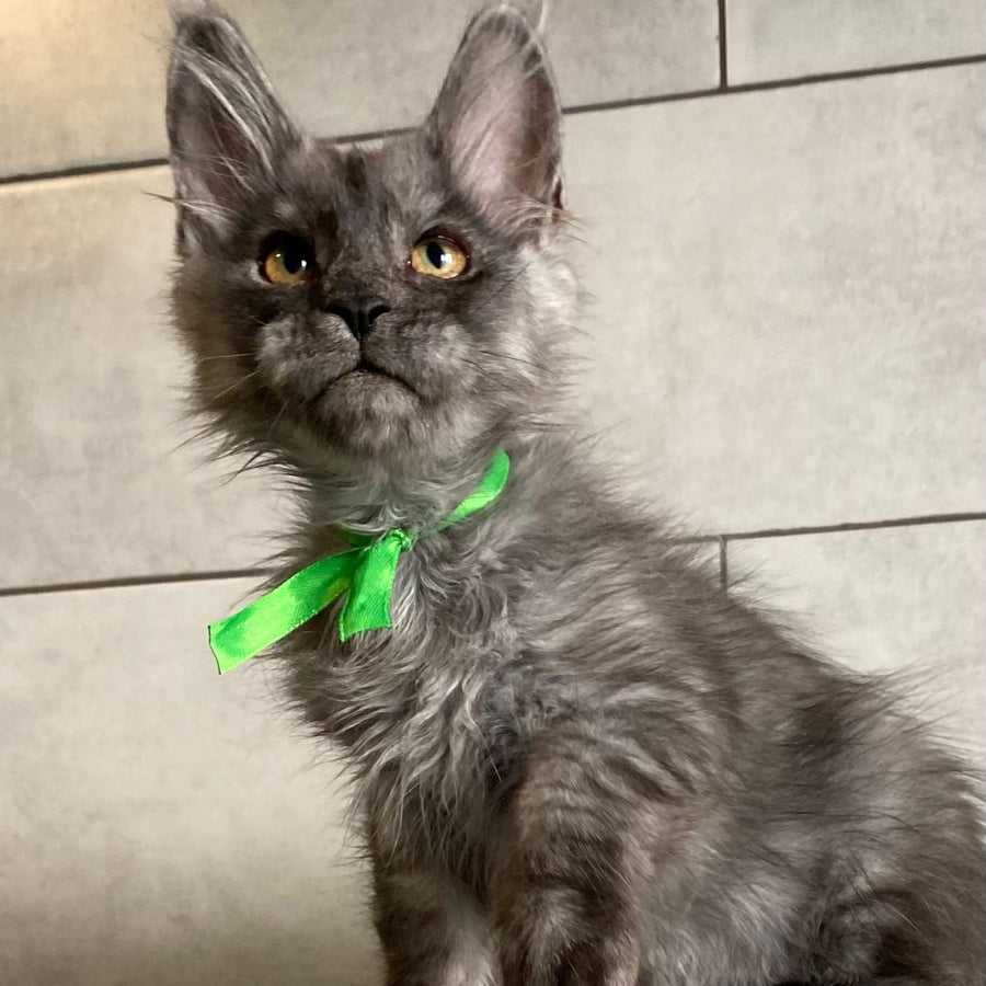 Ural Maine Coon male, black silver
