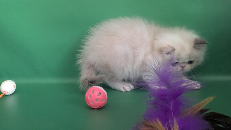 Nelli Persian female, blue tortie pointed bicolour