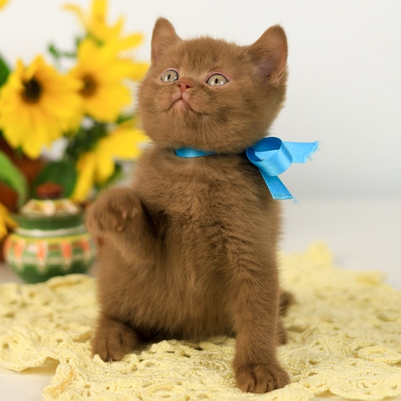 Lexus British Shorthair male, cinnamon