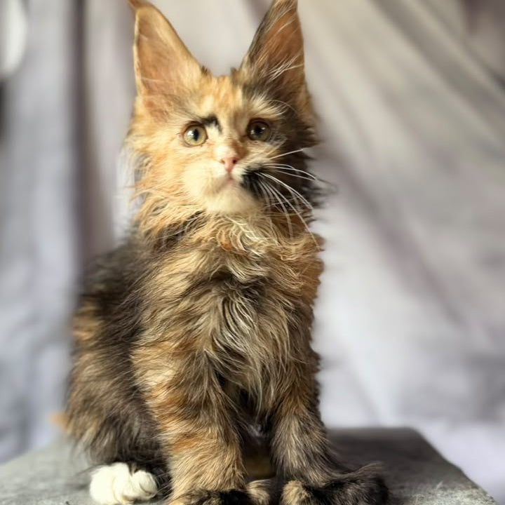 Nami Maine Coon polydactyl 5x5x6x6 female, black tortie with white