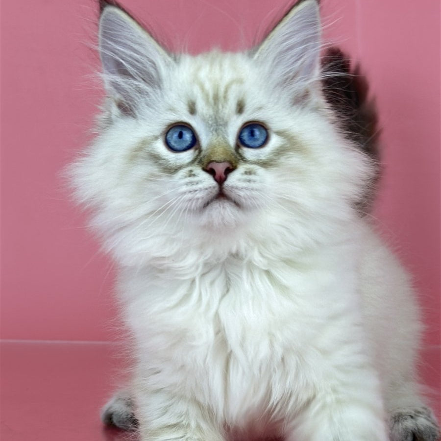 Bastian Siberian male, black tabby pointed bicolour