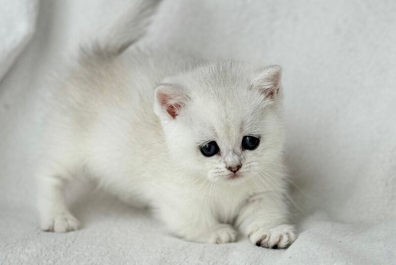 Zipa Munchkin female, black silver ticked tabby