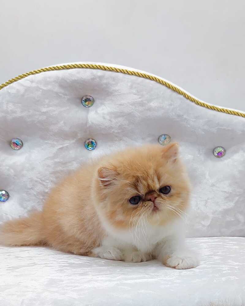 Ellie Persian female red bicolour - live animals