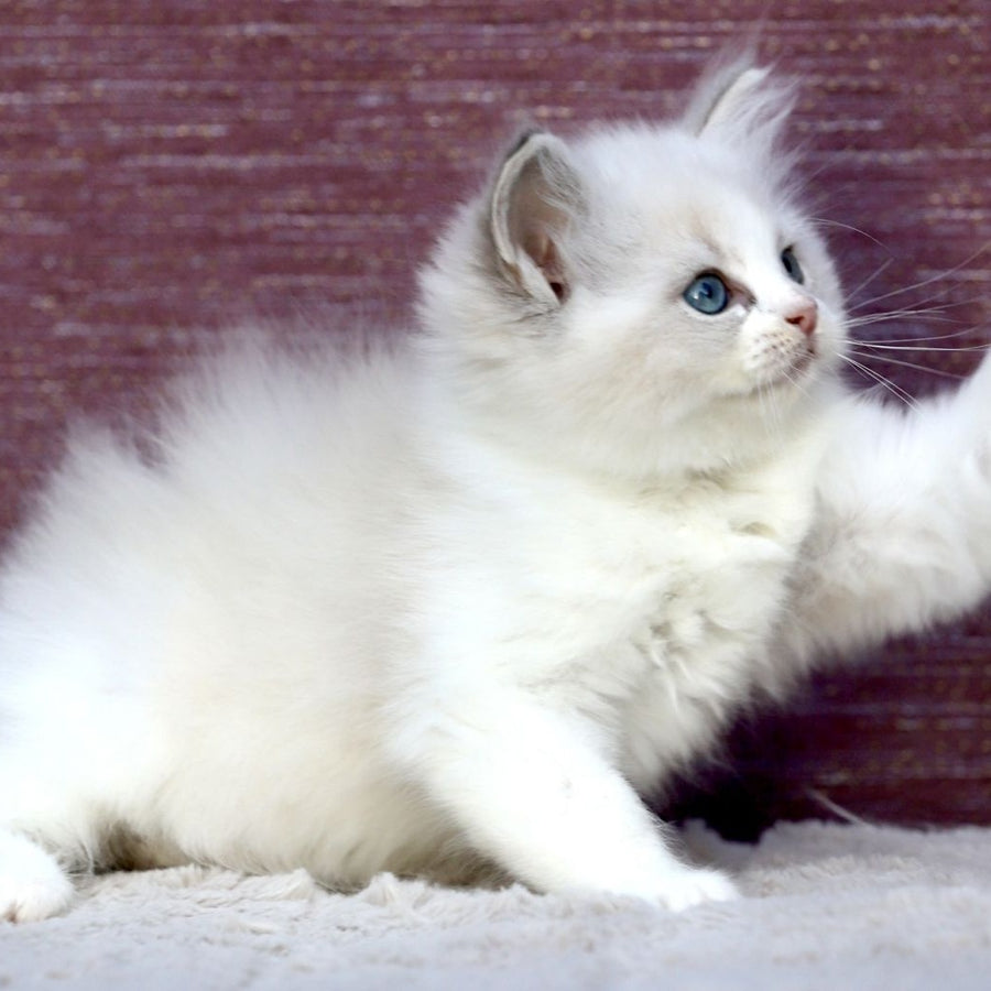 Lumi Ragdoll female, blue bicolour tabby