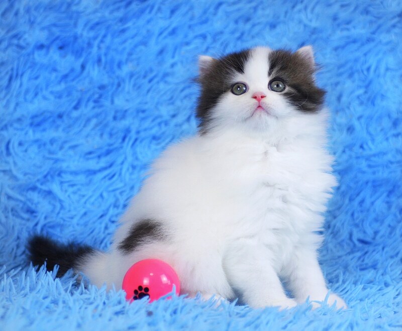 Favorite Scottish Straight male black van tabby - live animals