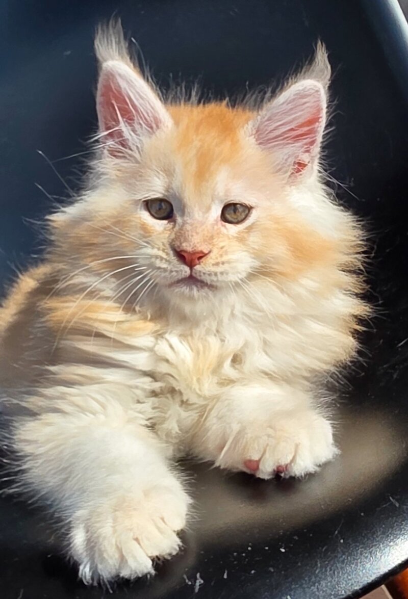 Kvest Maine Coon male red silver ticked tabby - live animals