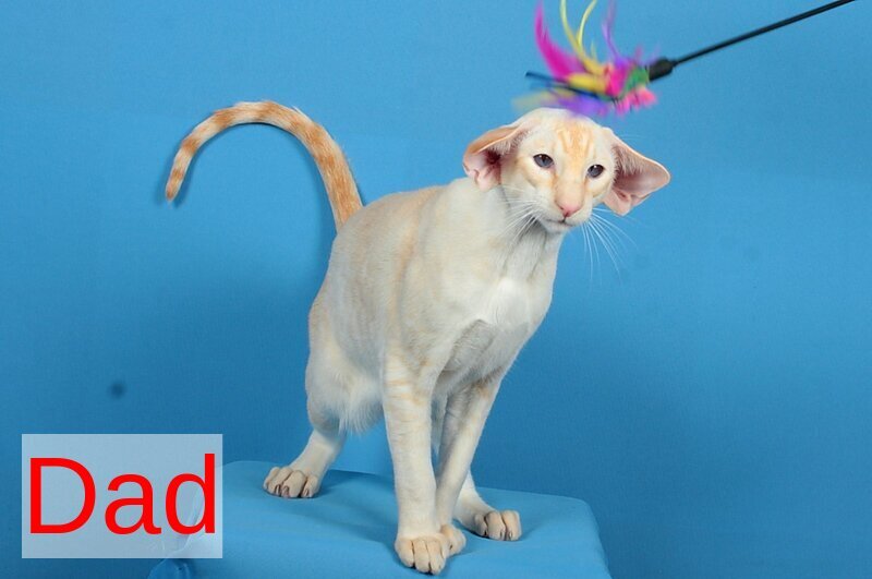 Queen Oriental Shorthair female chocolate tortie - live animals
