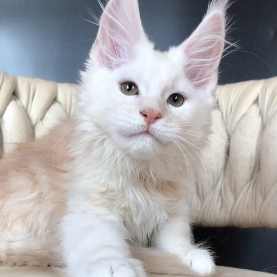 Endi Maine Coon male, red silver