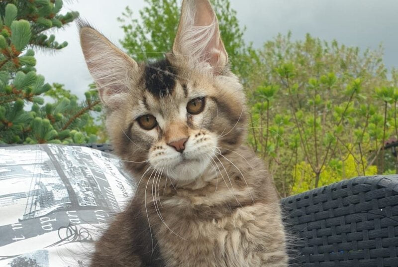 Edward Maine Coon male black ticked tabby - live animals