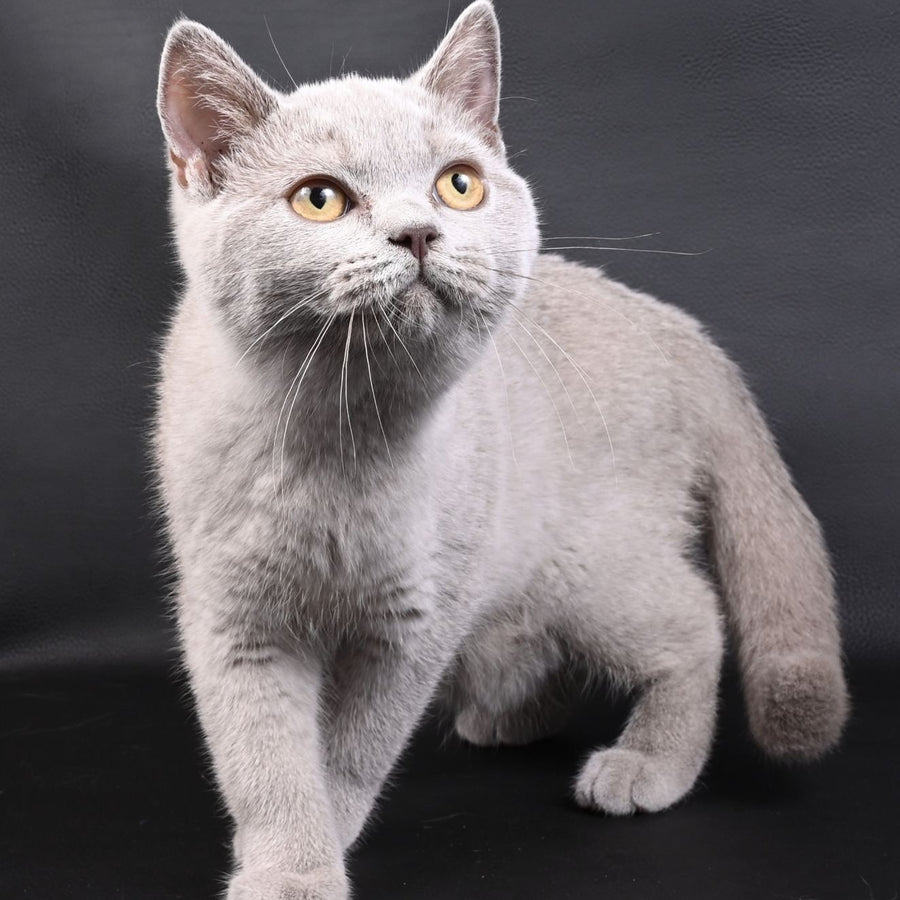 Enigma British Shorthair female, lilac