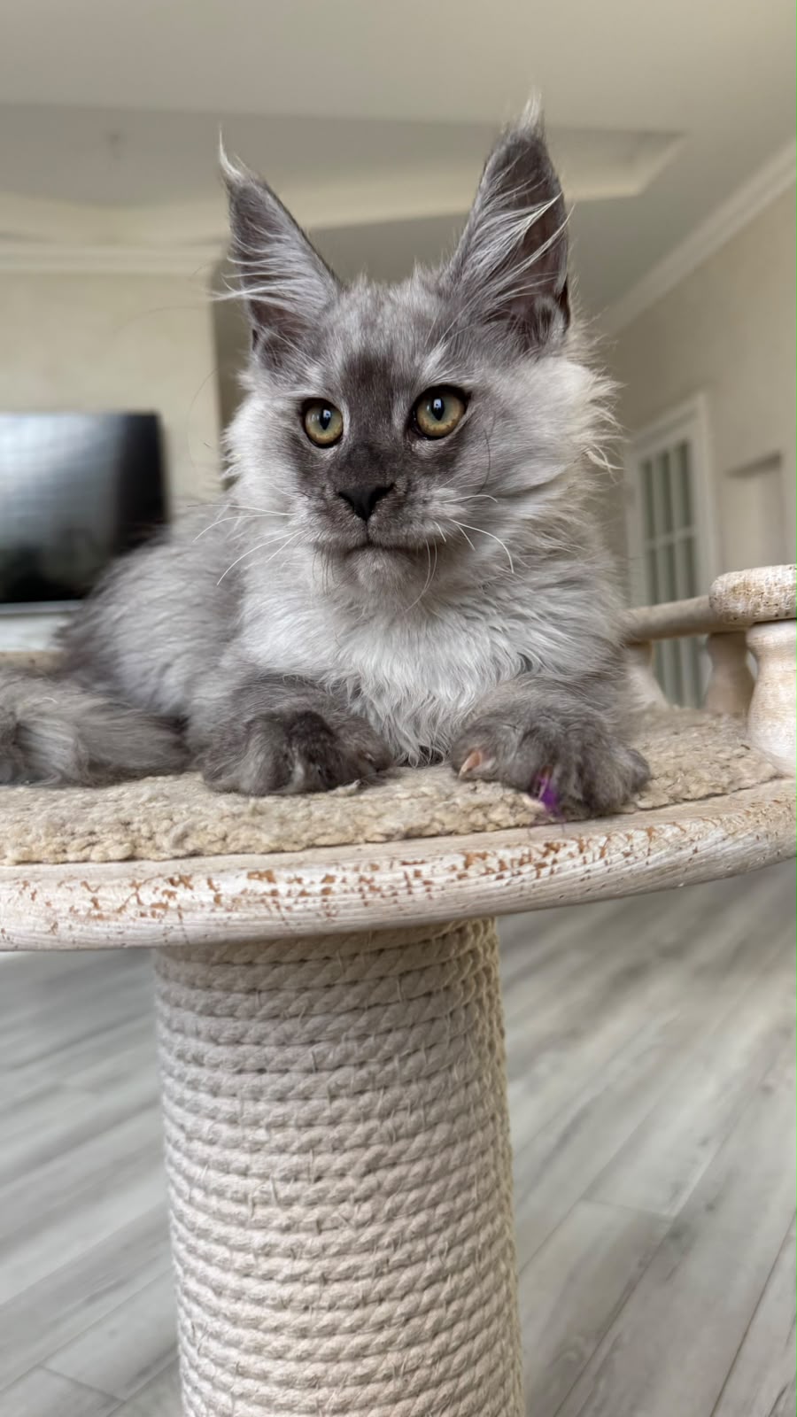 Pirat Maine Coon male, black silver