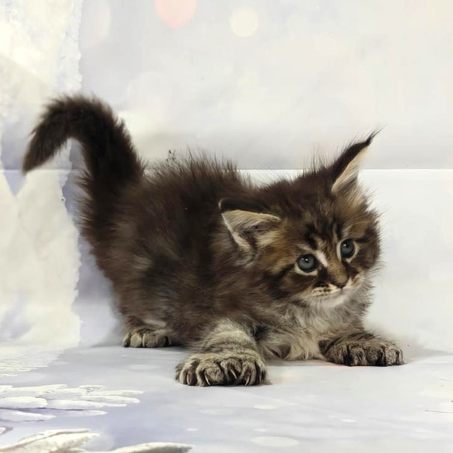 Barbie Maine Coon polydactyl 6x6x6x6 female, black tabby