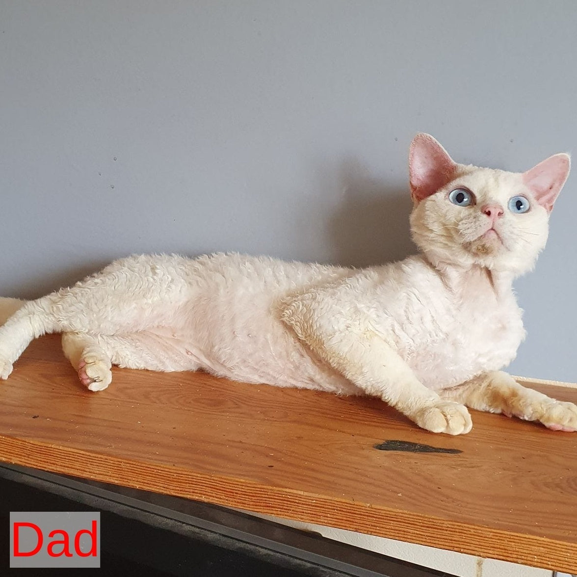 Maria Devon Rex female, chocolate tabby pointed