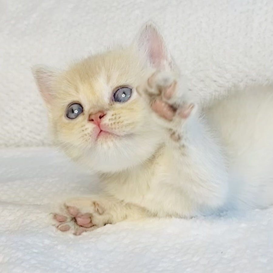 Galaxy Star British Shorthair male, lilac golden shaded