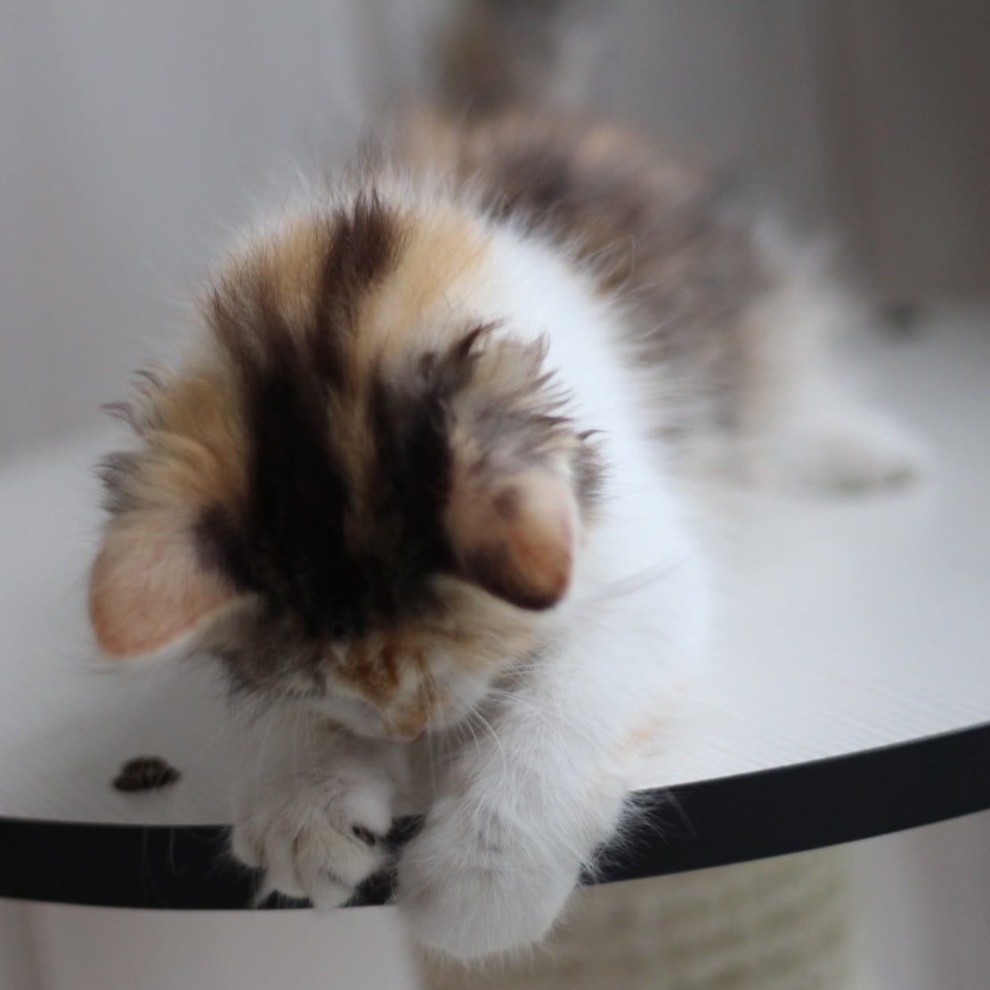 Kvetka Siberian female, black tortie tabby bicolour