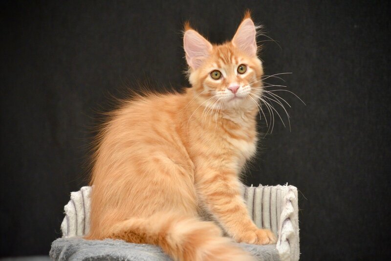 Velvet Maine Coon male red tabby - live animals