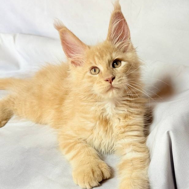 Lazarus Maine Coon polydactyl 6x6x6x6 male, cream silver tabby