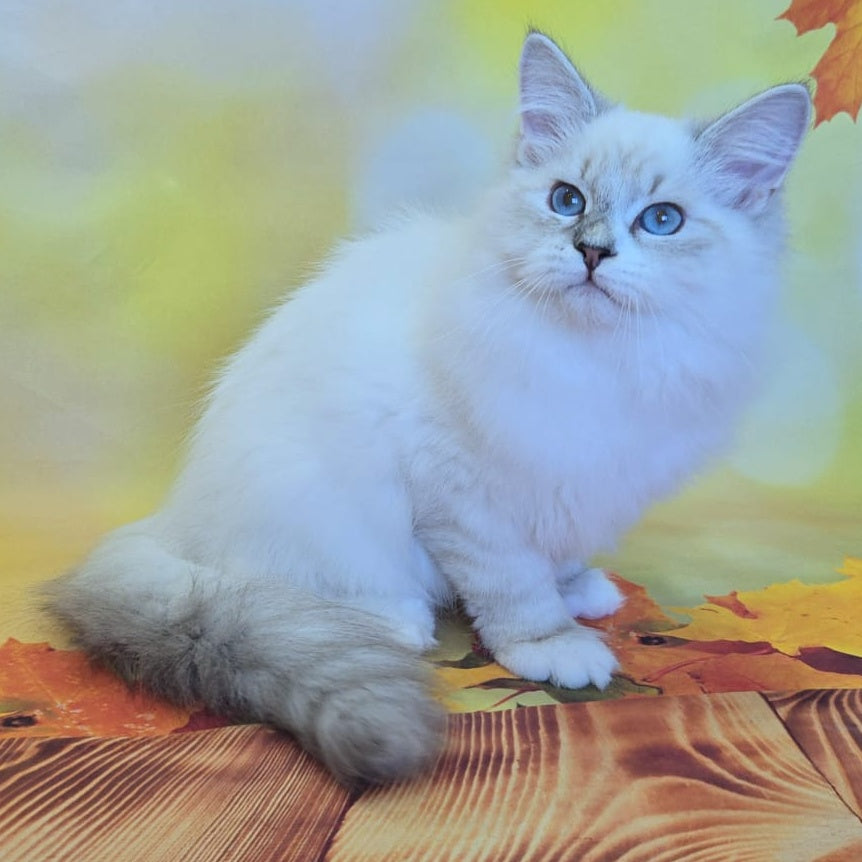 Vintage Siberian male, blue tabby pointed bicolour