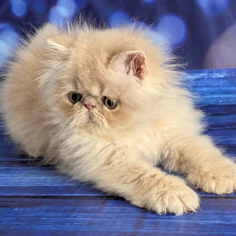 Timoti Persian male, cream tabby