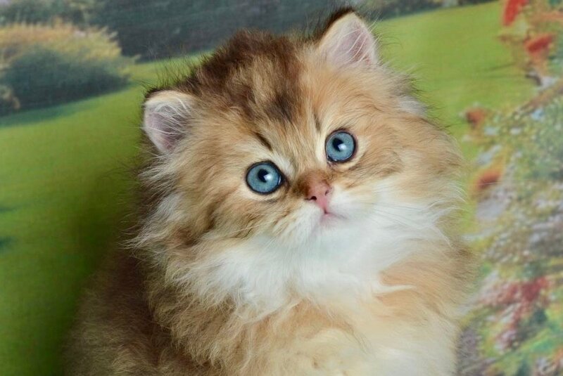 Sultan British Longhair male black golden shaded - live animals