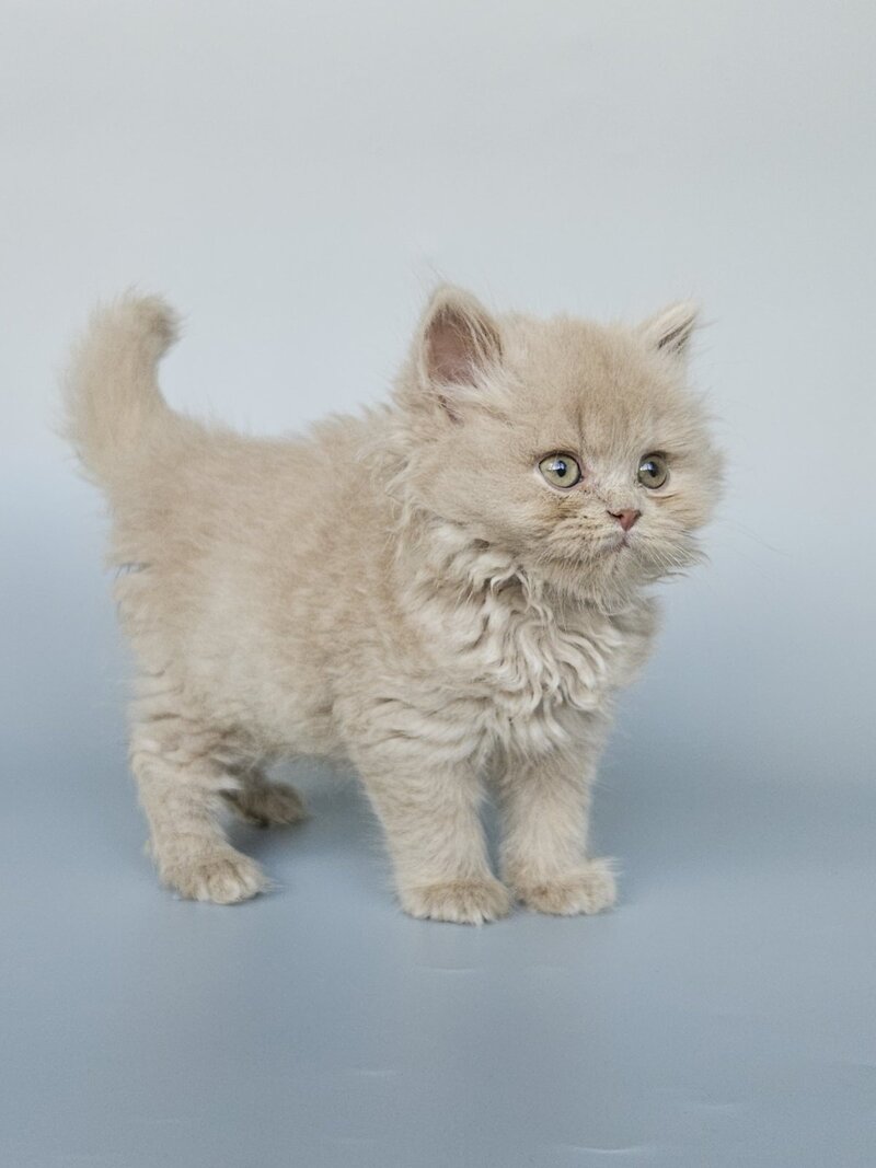 Angel British Longhair male, fawn