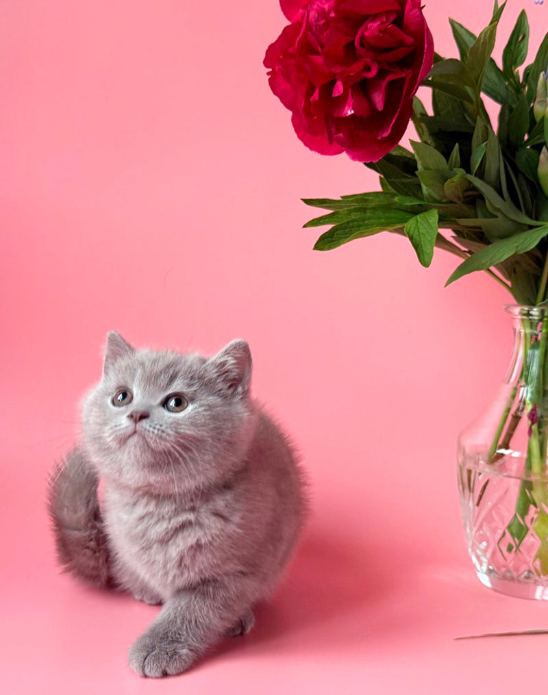 Lorenzo British Shorthair male, lilac