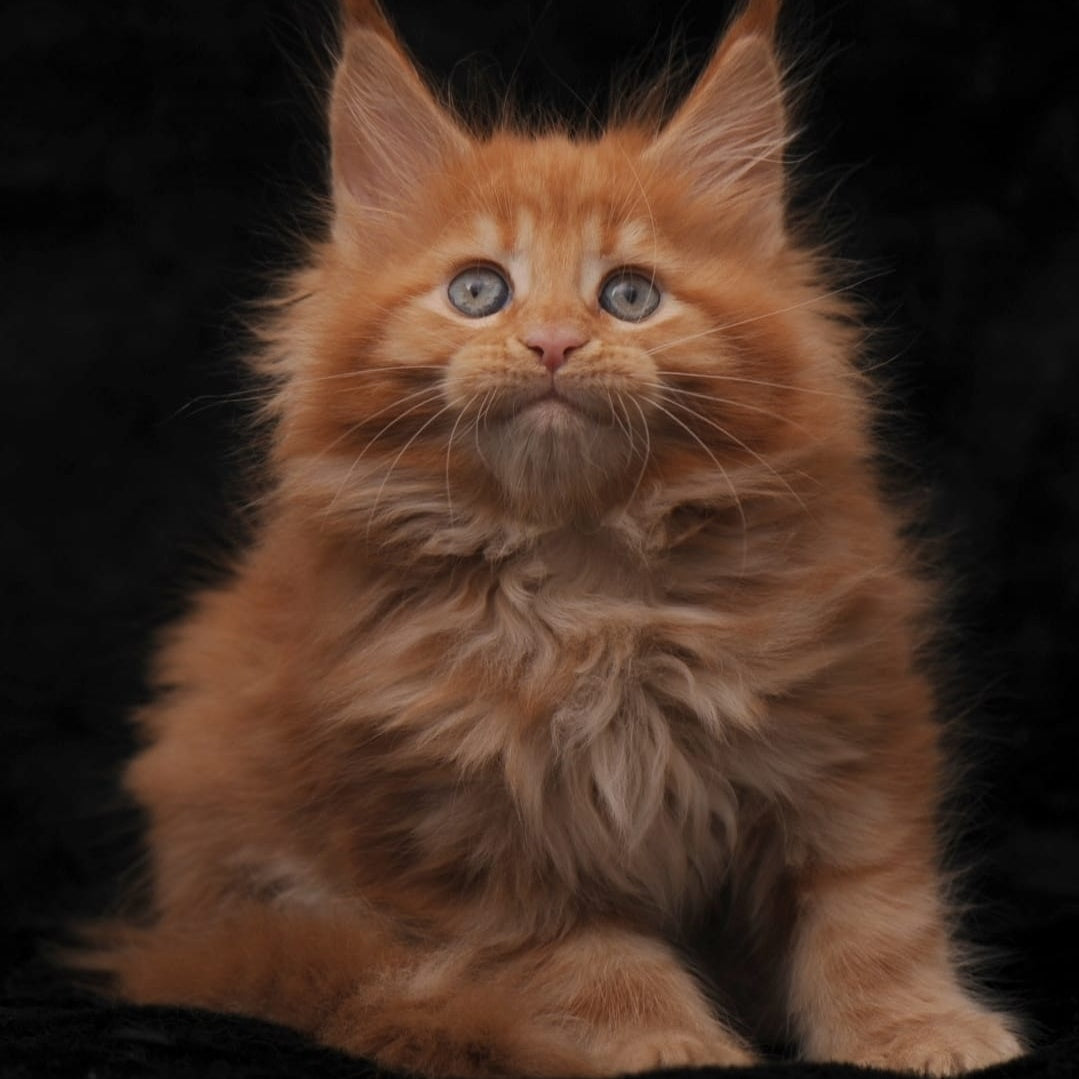 Sally Maine Coon female, red
