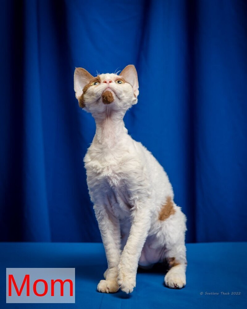Luna Devon Rex female, black van pointed