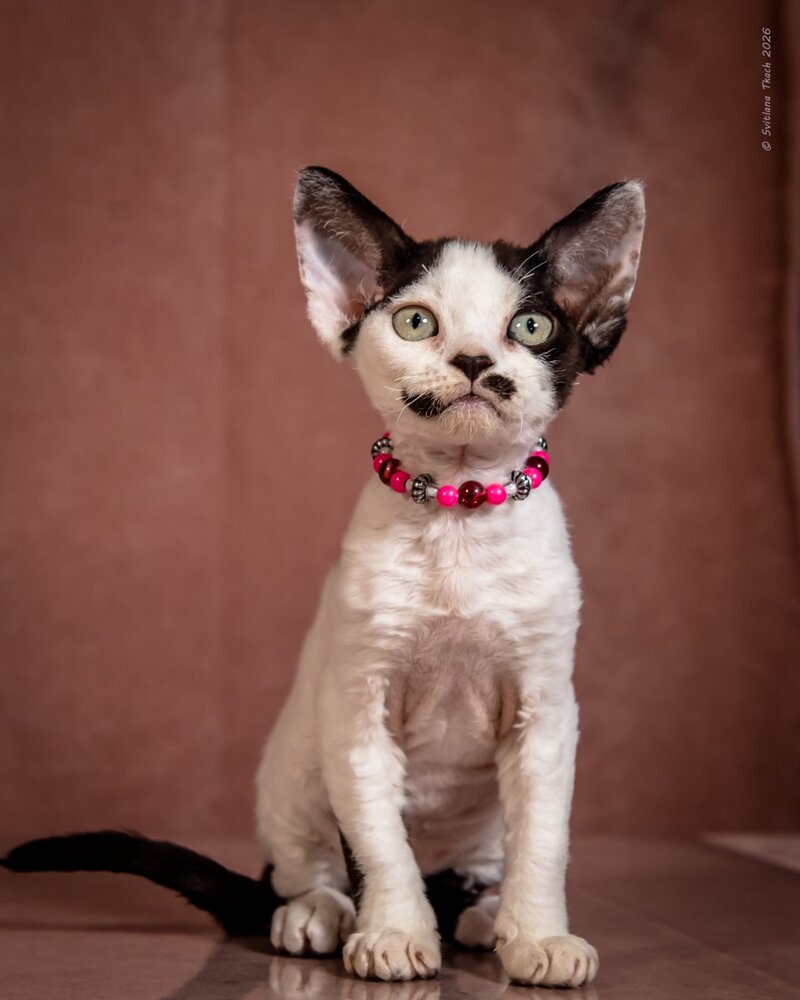 Lelya Devon Rex female, black harlequin