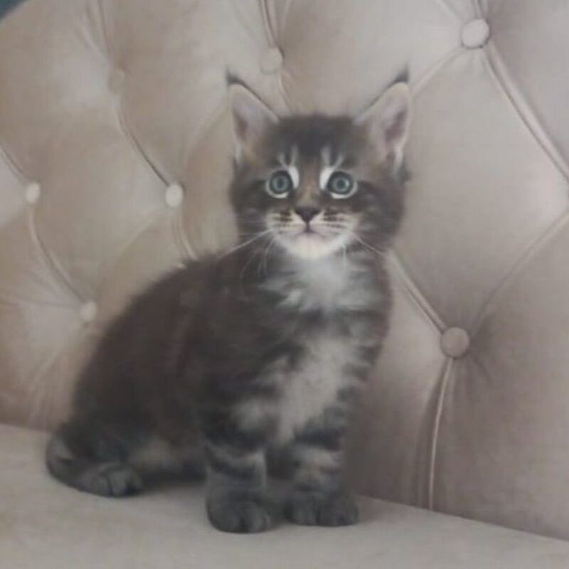 Mystic Maine Coon polydactyl 6x6x6x6 male, black tabby