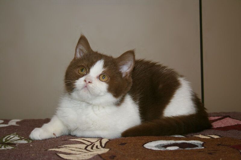 Jonathan British Shorthair male, cinnamon bicolour