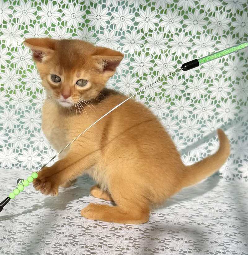 Bastet Abyssinian female sorrel - live animals