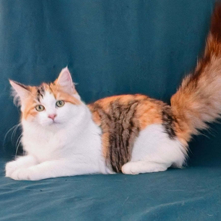 Pelageya Siberian female, black tortie harlequin spotted tabby
