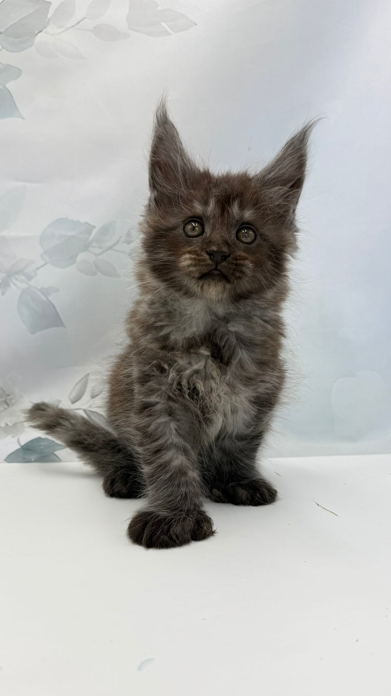 Archibald Maine Coon polydactyl male, black silver