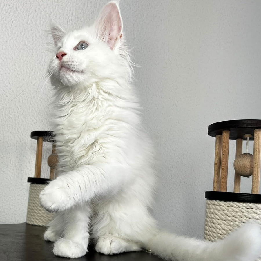 Bentley Maine Coon female, white