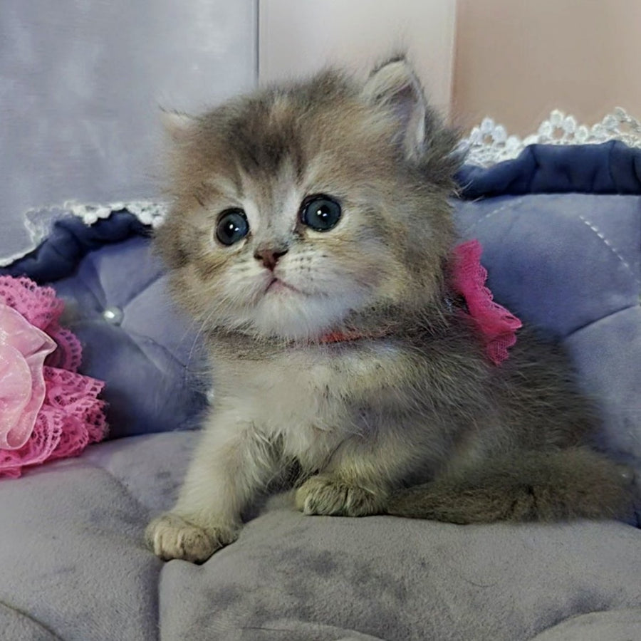 Tina British Longhair female, blue tortie