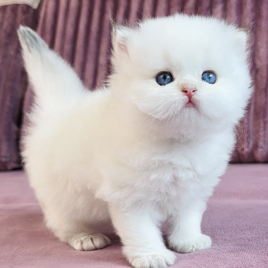 Imperial Leo British Longhair male, blue golden chinchilla pointed