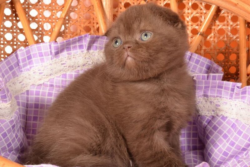 Timon Scottish Fold male, chocolate