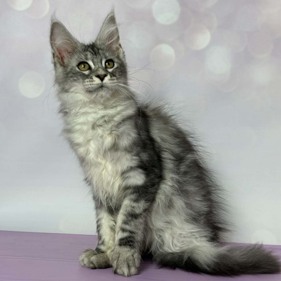 Clover Maine Coon female, black silver tabby