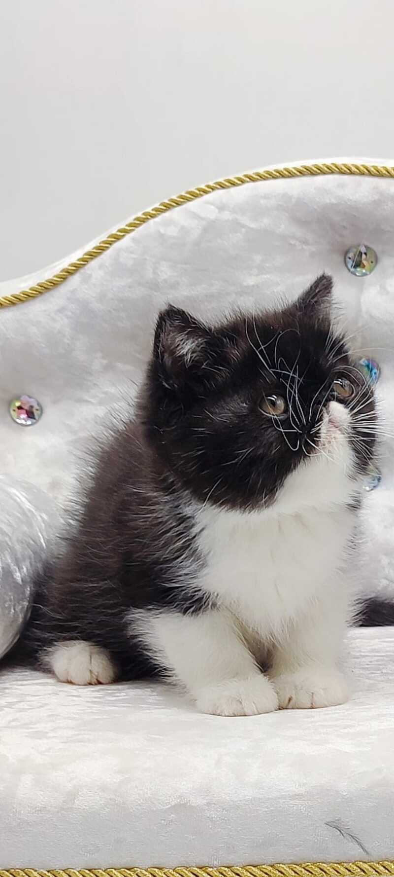 Mars Exotic male black bicolour - live animals