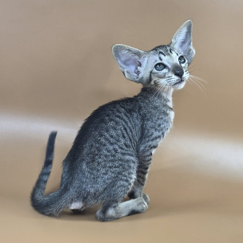 Yara Oriental Shorthair female, black spotted tabby