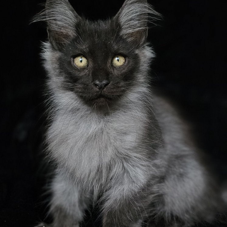 Silver Maine Coon male, black silver