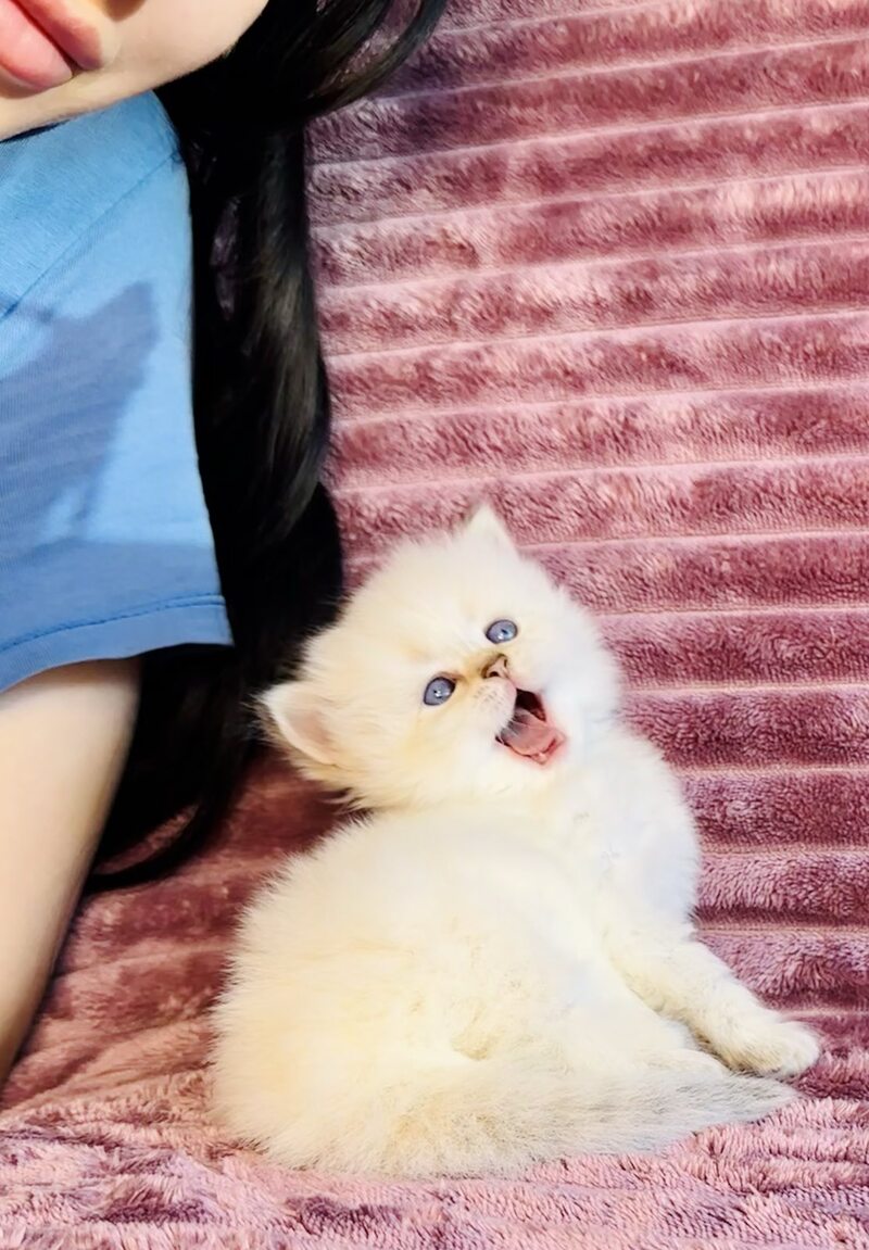 Eva British Longhair female, blue golden shaded pointed