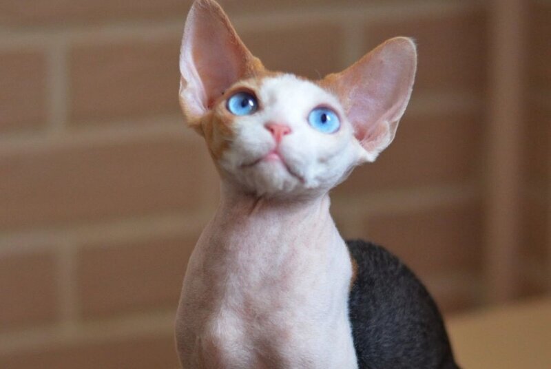 Romashka Devon Rex female black tortie bicolour - live animals