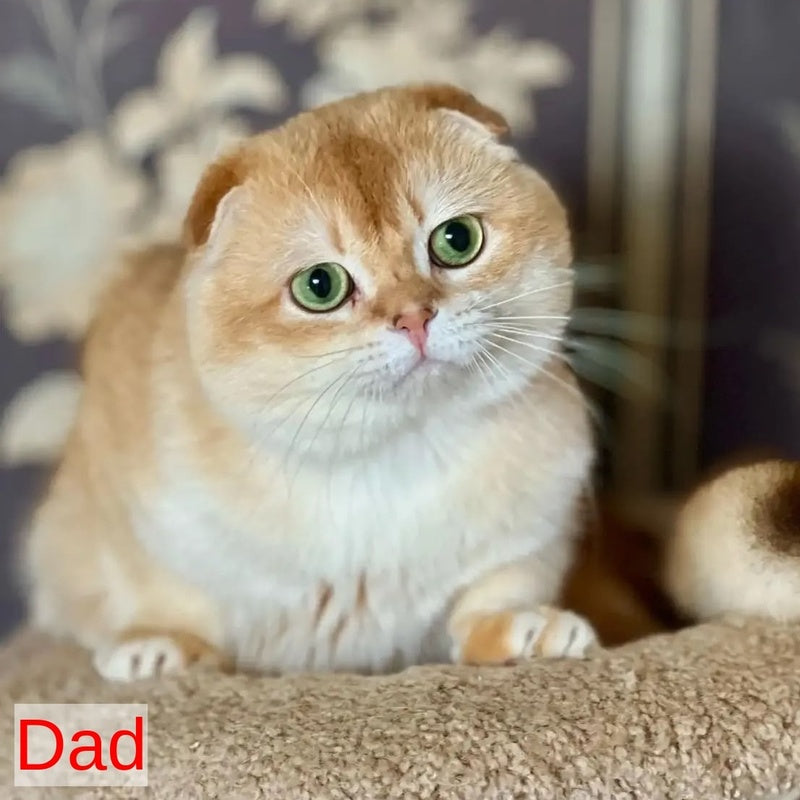 Keksik Scottish Fold male, black golden chinchilla